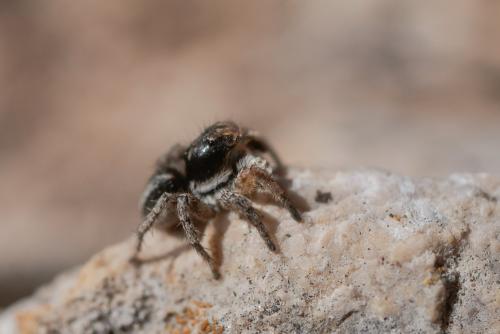 Aelurillus v-insignitus