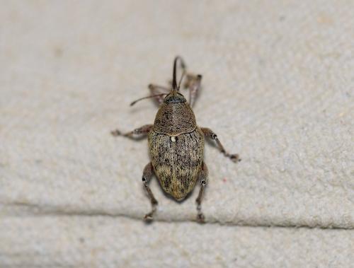 Réf. 319 037 : Curculio glandium