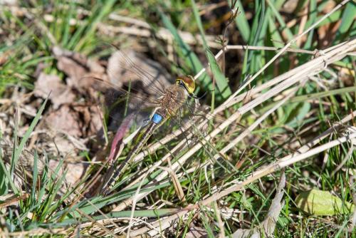 Réf. 319 237 : Anax ephippiger