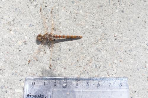 Réf. 319 728 : Sympetrum corruptum