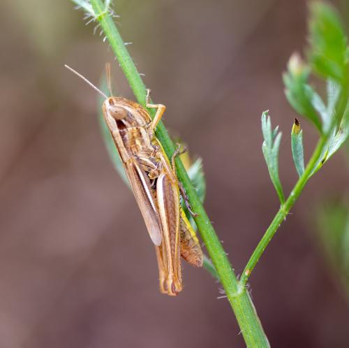 Réf. 319 075 : Euchorthippus declivus