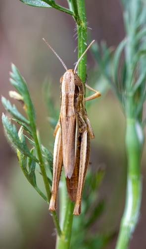 Euchorthippus declivus