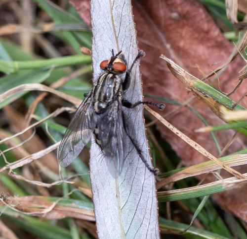 Sarcophaga sp.