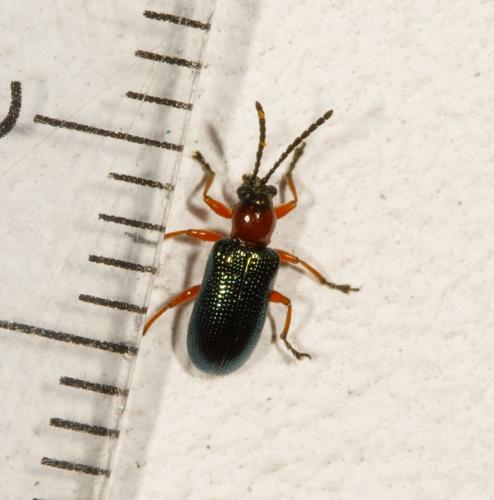 Oulema sp.