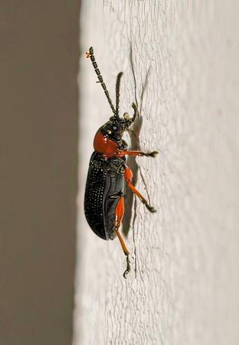 Oulema sp.