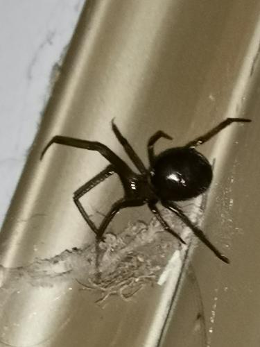 Steatoda grossa