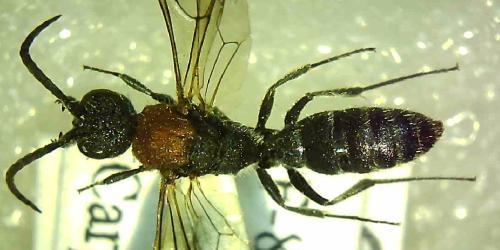 Réf. 319 320 : Krombeinella thoracica