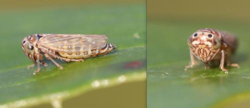 Réf. 319 297 : Bugraia ocularis