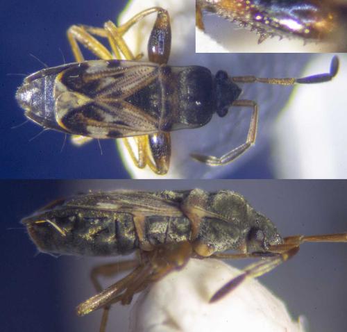 Réf. 319 775 : Scolopostethus affinis