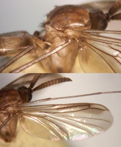 Réf. 319 054 : Keroplatus testaceus