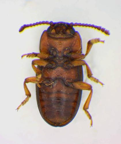 Triplax emgei