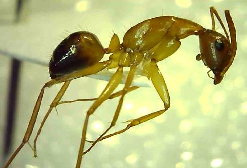 Camponotus pilicornis