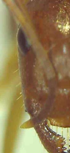 Camponotus pilicornis