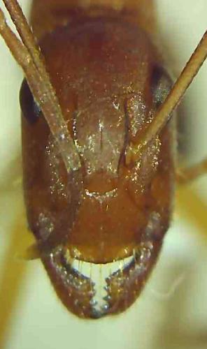 Camponotus pilicornis
