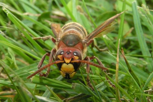 Réf. 319 539 : Vespa crabro