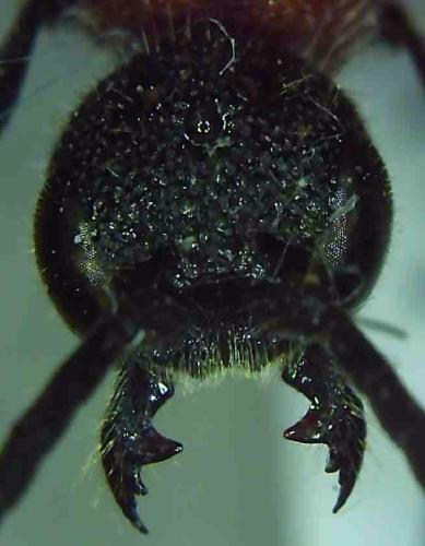 Krombeinella thoracica