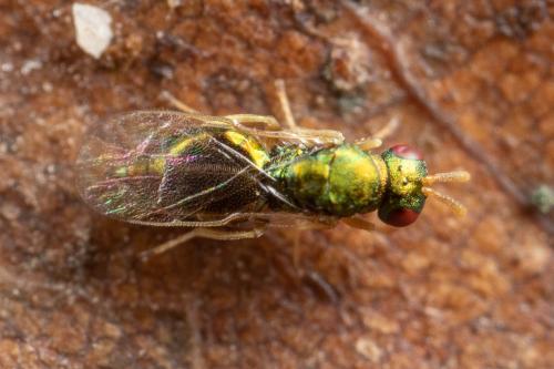 Mesopolobus sp.