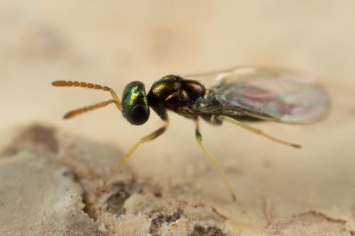 Gastrancistrus sp.