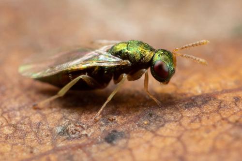 Mesopolobus sp.