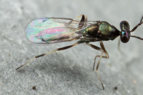 Réf. 319 287 : Sympiesis sp.