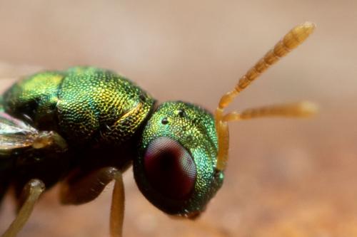 Mesopolobus sp.