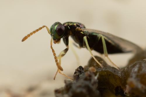 Gastrancistrus sp.