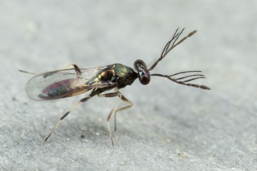 Réf. 319 285 : Sympiesis sp.