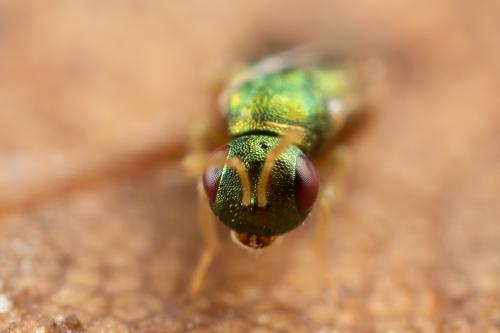 Mesopolobus sp.