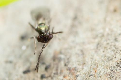 Réf. 319 286 : Sympiesis sp.