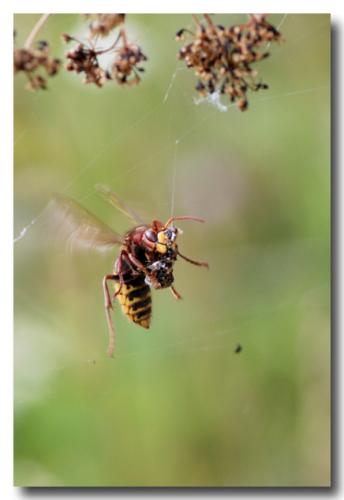 Vespa crabro