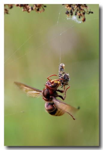 Vespa crabro
