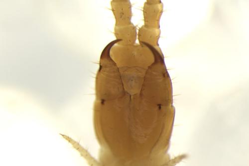 Réf. 319 130 : Geophilus proximus