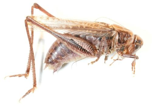 Réf. 319 784 : Platycleis albopunctata