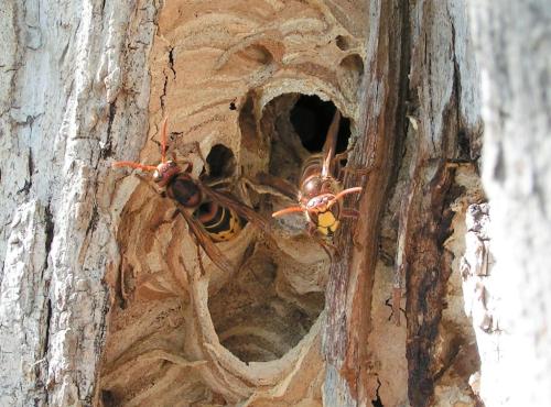 Vespa crabro