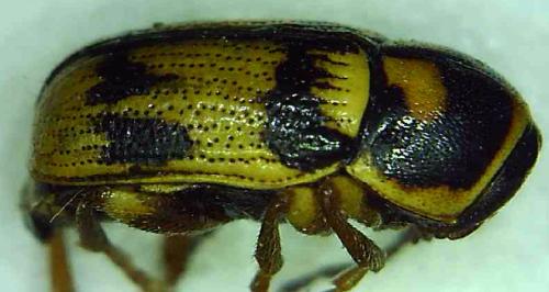 Cryptocephalus mariae