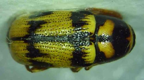 Cryptocephalus mariae