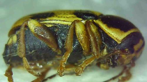 Cryptocephalus mariae