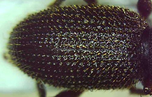 Réf. 319 553 : Otiorhynchus vitellus