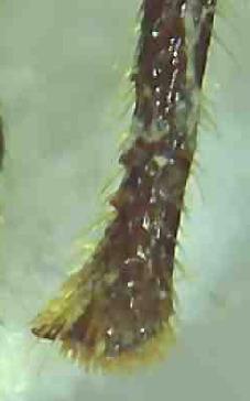 Otiorhynchus vitellus