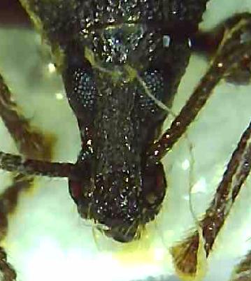 Réf. 319 571 : Otiorhynchus vitellus