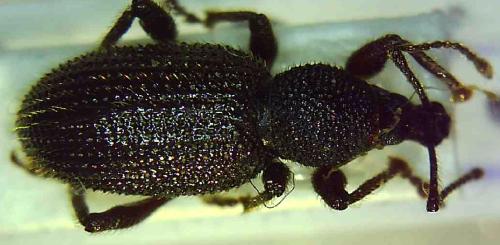 Réf. 319 552 : Otiorhynchus vitellus