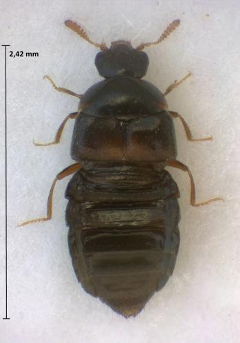 Encephalus complicans
