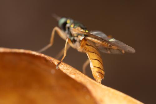 Réf. 319 351 : Chorisops nagatomii