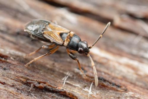Ischnocoris angustulus