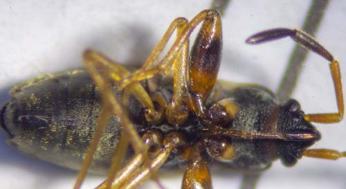 Réf. 319 776 : Scolopostethus affinis