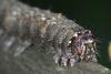 319157 – Photo : Arthropa - Benoit Martha – France (21)
