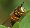 319706 – Photo : Arthropa - Benoit Martha – France (21)
