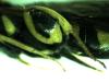 Leucospis sp.