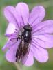 319273 – Photo : Catherine Reymonet-Smitten – France (19)