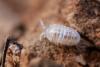 Armadillidium sp.